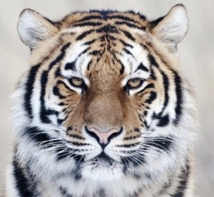 tigre-wallpaper